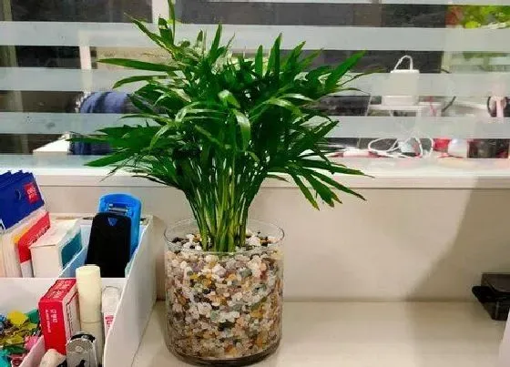 植物种类|袖珍椰子是草本还是木本