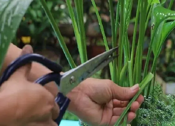 植物修剪|马蹄莲怎么修剪方法