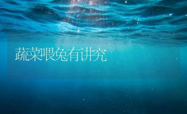 蔬菜喂兔有讲究 | 蔬菜种植
