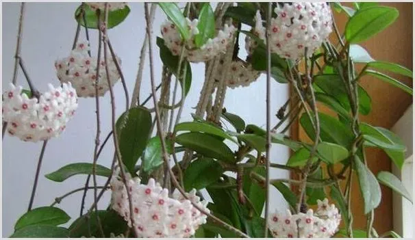 球兰不开花的原因及解决方法 | 农业技术