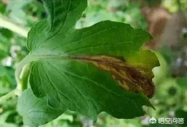 植物病害|番茄灰霉病的症状及防治措施（番茄灰霉病综合防治方法）