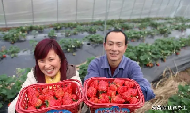 种植管理|草莓大棚一亩建造价格，草莓大棚一亩建造价格及产量）