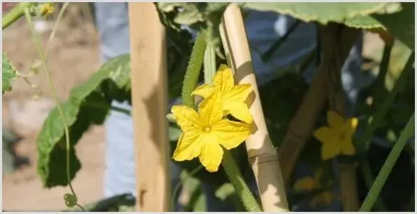 黄瓜有花无瓜怎么办？ | 种植病虫害