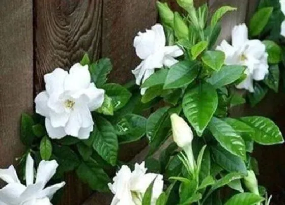 植物排行|大叶栀子花和小叶栀子花哪个好养