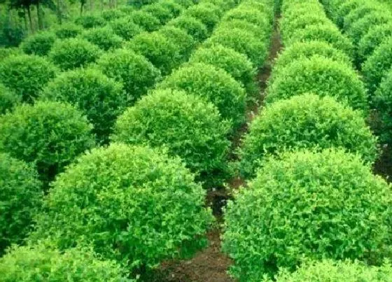 植物施肥|苗木用什么肥料最好