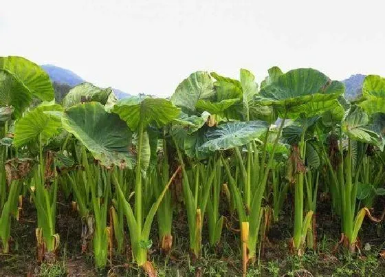 植物病害|芋头黄叶病的原因及治疗处理方法