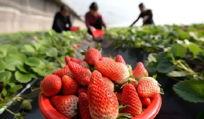 种植管理|草莓大棚一亩建造价格，草莓大棚一亩建造价格及产量）