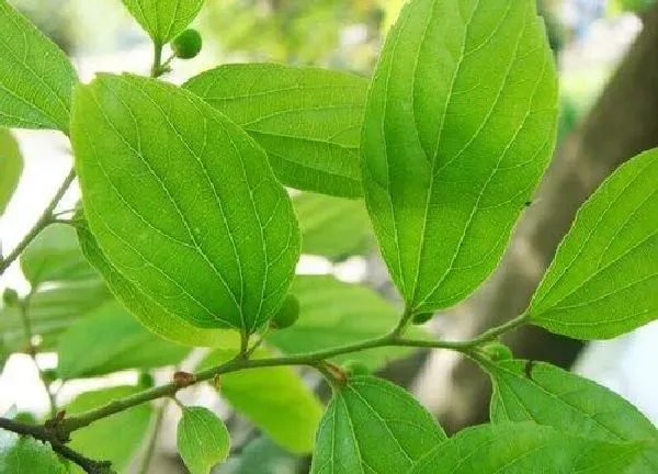 植物移栽|朴树什么时候移栽最好