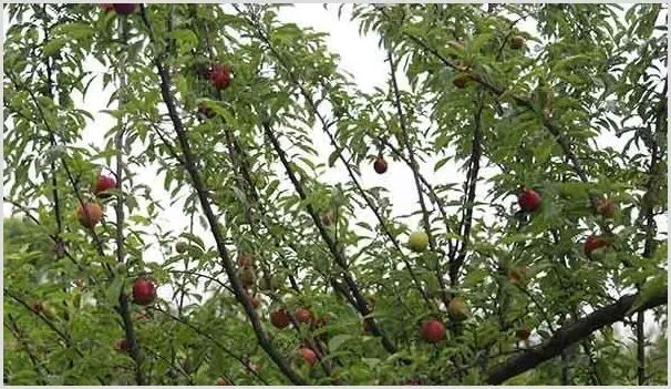 李树桃蚜怎么办？病害症状及防治方法 | 种植病虫害