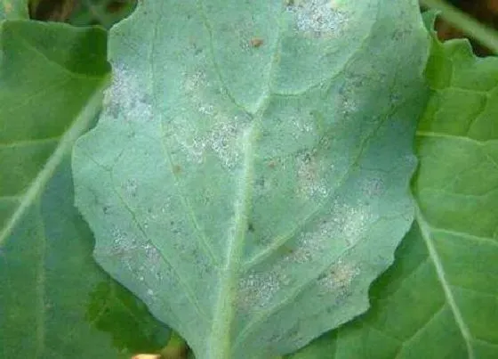 植物虫害|油菜病虫害防治方法与技术措施