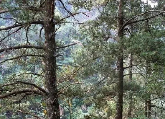 植物百科|银杉属于什么植物类型