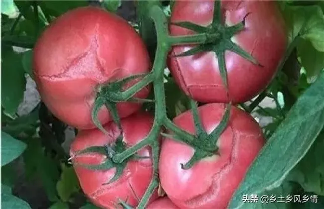 种植管理|西红柿裂果是什么原因，西红柿出现裂果是怎么回事）