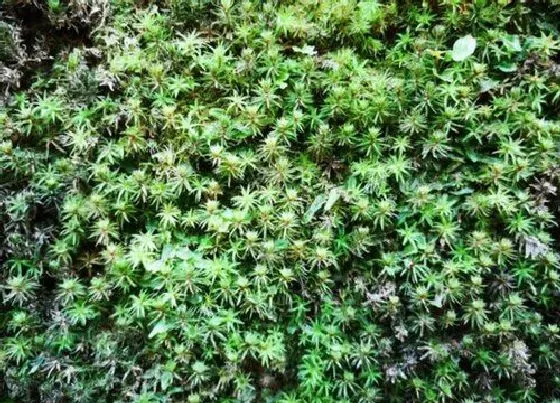 植物百科|地衣是什么植物类别