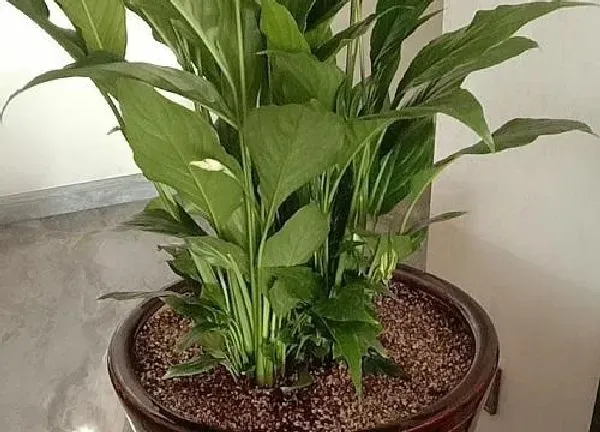 植物换土|一帆风顺换土时间和方法