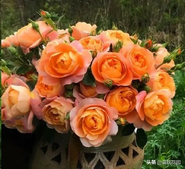 植物嫁接|棒棒糖月季用什么树桩嫁接的，棒棒糖怎么嫁接成活率高）