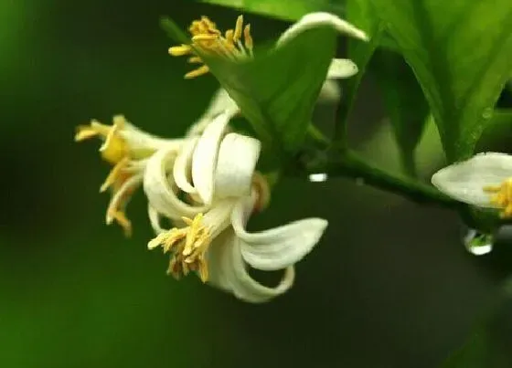 植物毒性|柠檬花有毒吗 能在家里养吗