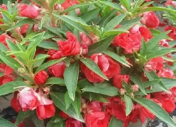 养殖科普|指甲花什么时候播种好（指甲花怎么种发芽出苗长得好）