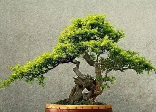 植物移栽|雀梅什么时候换盆合适