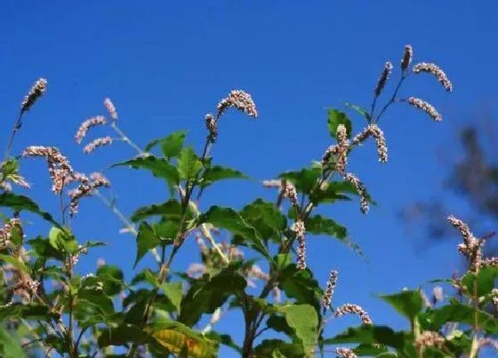 植物百科|蓼草是什么草