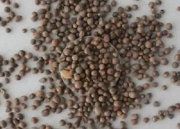 养殖科普|指甲花什么时候播种好（指甲花怎么种发芽出苗长得好）