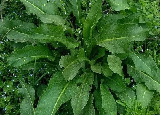 植物百科|地根草又叫什么名称