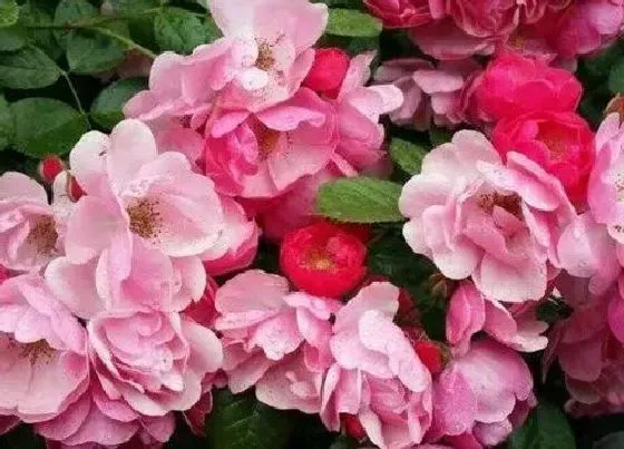 植物种类|粉达是藤本还是灌木