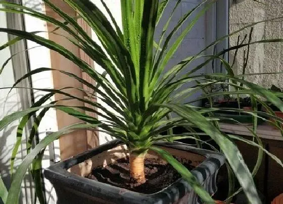 植物价格|龙须树多少钱一盆