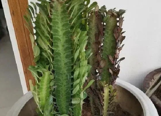 植物种类|镇宅辟邪最厉害的花卉（家里养什么盆栽植物镇宅旺财招财）