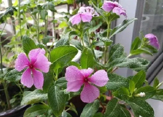 植物百科|四季梅是多年生还是一年生的植物