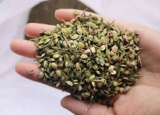 植物百科|杨树有种子吗