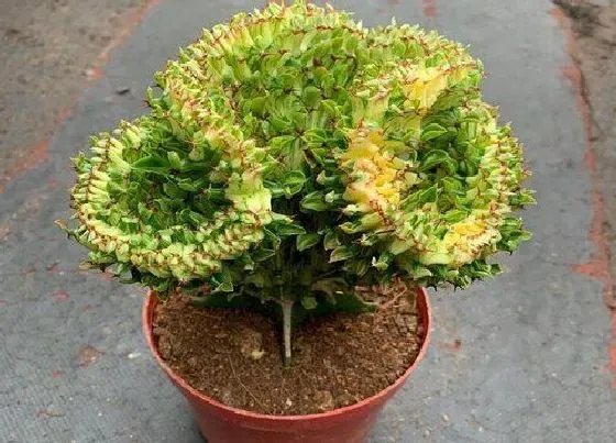 植物种类|镇宅辟邪最厉害的花卉（家里养什么盆栽植物镇宅旺财招财）