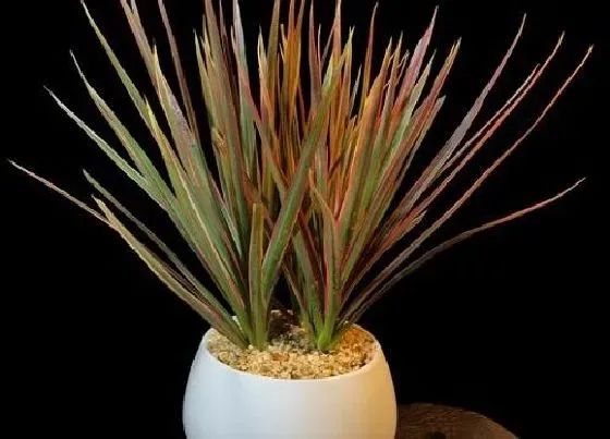 植物价格|龙须树多少钱一盆