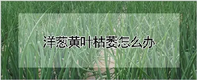 洋葱黄叶枯萎怎么办 | 耕种资料