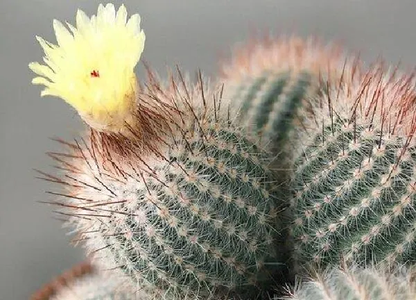 植物移栽|仙人球什么时候移栽比较好
