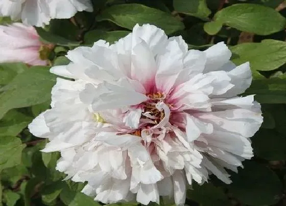 花朵|牡丹花骨朵的样子 多久开花