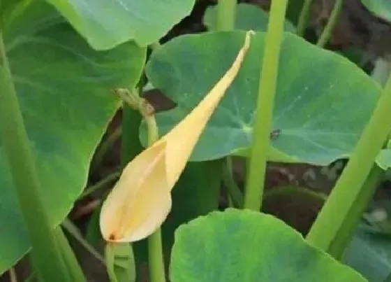 植物百科|芋头会开花吗 开的花长什么样