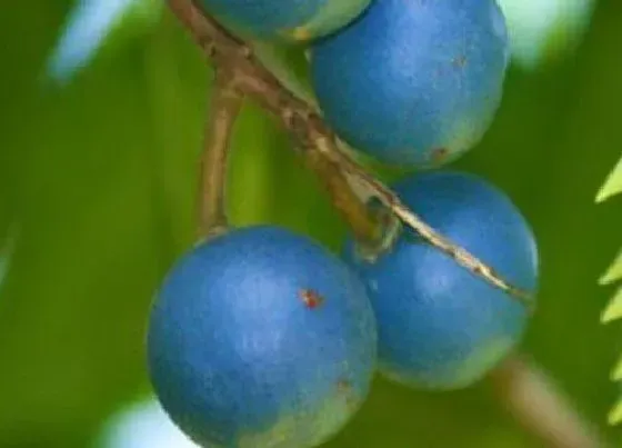 种植管理|金刚菩提树几年结果实