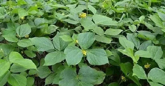 植物病害|绿豆病毒病症状与防治方法