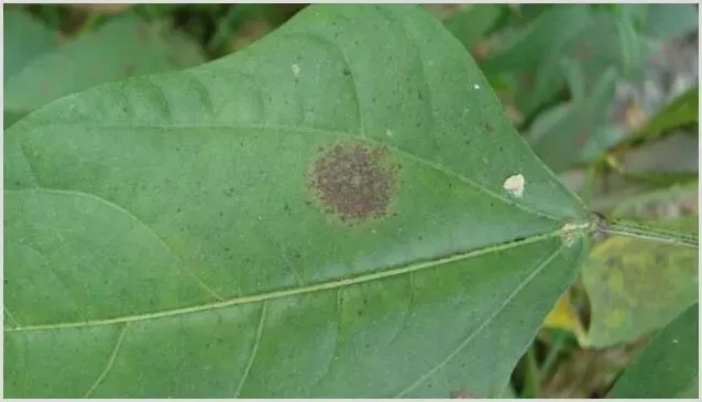 豇豆煤霉病的防治措施 | 种植施肥