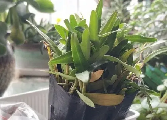 冬天植物|铁皮石斛怕冷吗