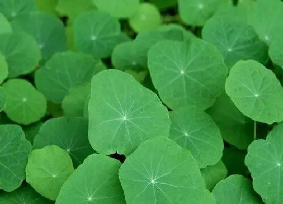 植物百科|莲叶是什么形状