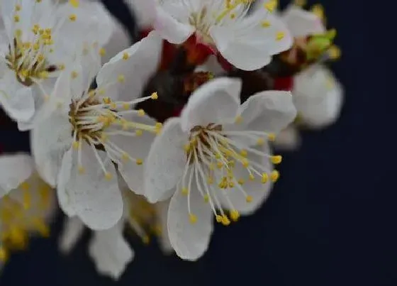 开花时间|二月花是什么季节开的花