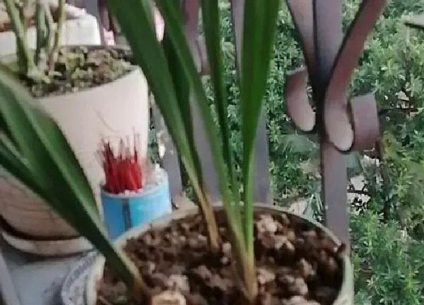 植物发芽|建兰什么时候发芽长叶