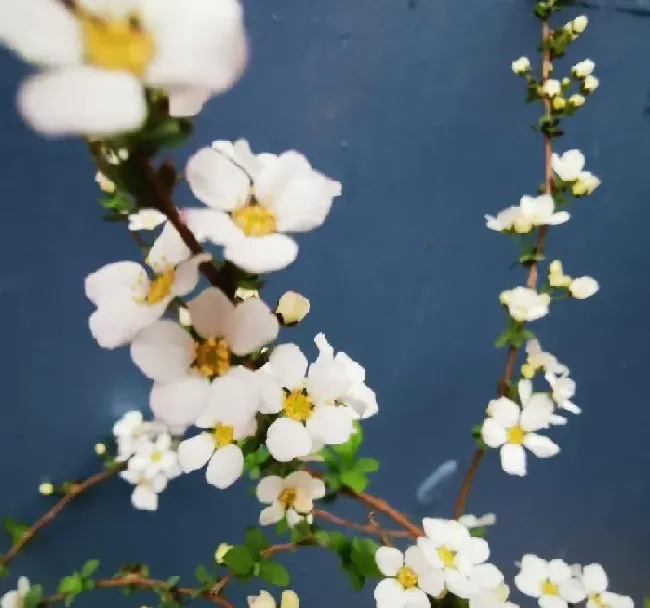 植物百科|干枝雪柳可以养多久时间（雪柳鲜枝水养真的能养活开花吗）