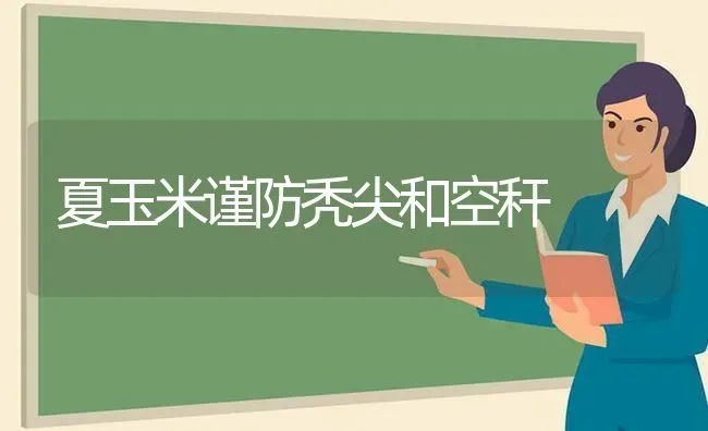 夏玉米谨防秃尖和空秆 | 粮油作物种植