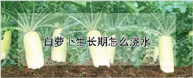 白萝卜生长期怎么浇水 | 种植技术