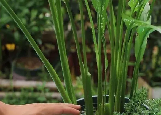 植物修剪|马蹄莲怎么修剪方法