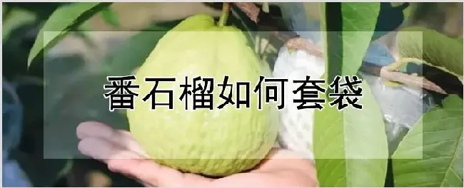 番石榴如何套袋 | 种植资料