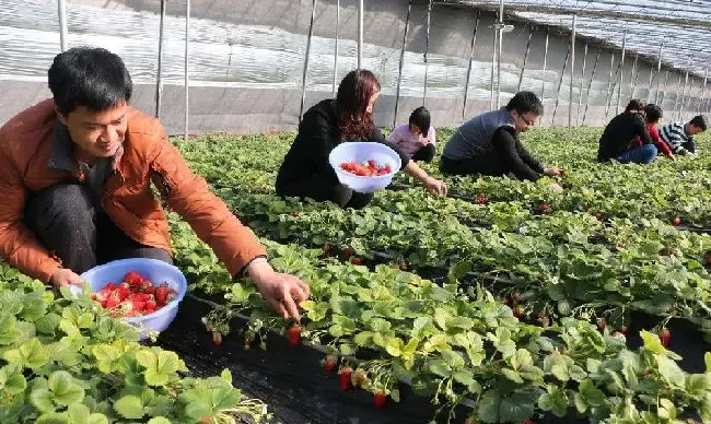 种植管理|草莓大棚一亩建造价格，草莓大棚一亩建造价格及产量）