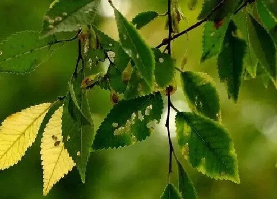 植物百科|榔榆开花吗 开花什么样子